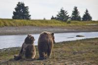 Grizzly Bears at Clark's Lake National Park
